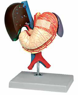 Stomach and Associated Organs of the Upper Abdomen, 6 Parts